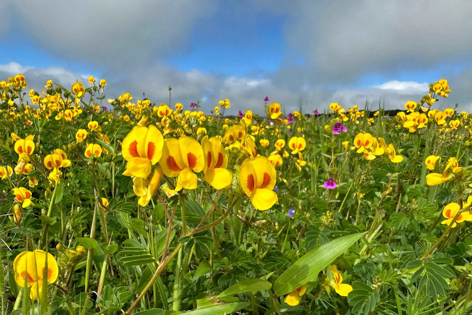 Kaas: The Blooming Plateau