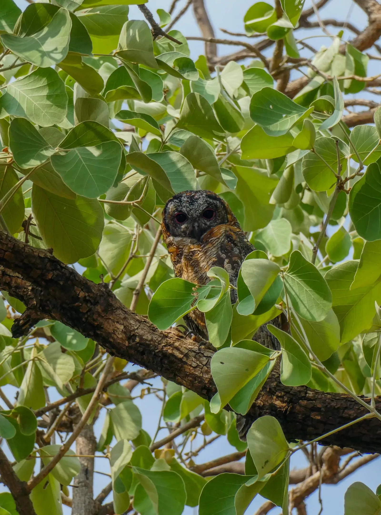 Guided Nature Trail at Maharashtra Nature Park