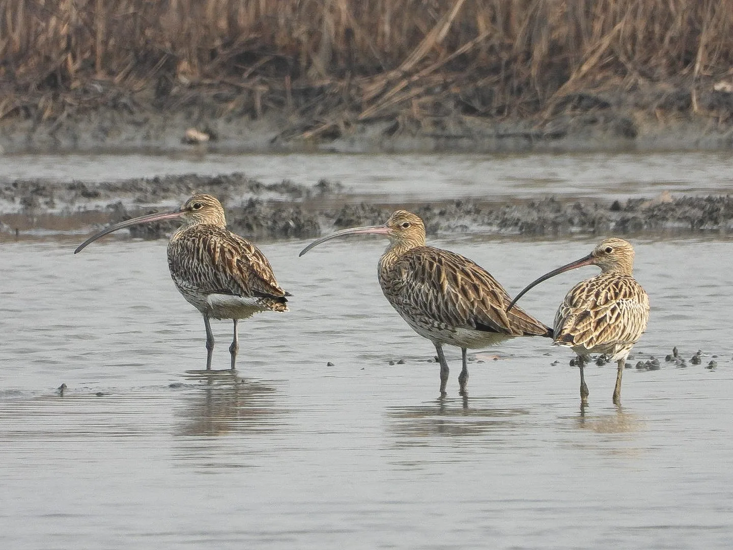 Birdwatching at Karave wetlands